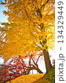 紅葉した大きなイチョウの木 134329449