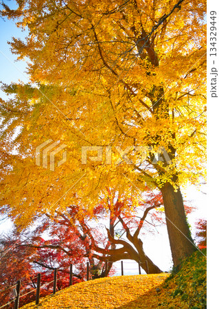 紅葉した大きなイチョウの木 134329449