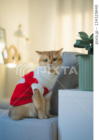 pet care concept with british cat wear cloth and play with owner in living room 134329640