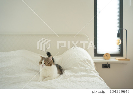 pet care concept with scottish cat relax and sleep on bed in bedroom 134329643