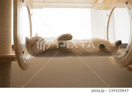 pet care concept with british cat relax and sleep in living room pet care concept with british cat relax and sleep in living room 134329647