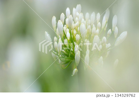 White agapanthus buds with rain droplets in soft focus 134329762