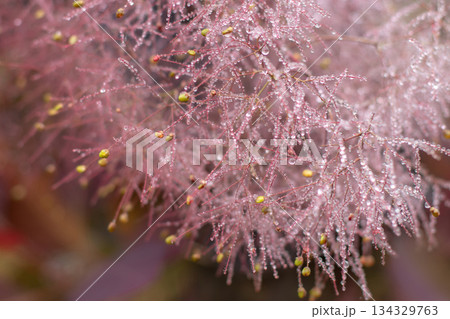Cotinus coggygria inflorescence with rain drops close-up Cotinus coggygria inflorescence with rain drops close-up 134329763