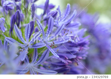 Blue agapanthus flowers with rain droplets in soft shallow depth of field 134329769