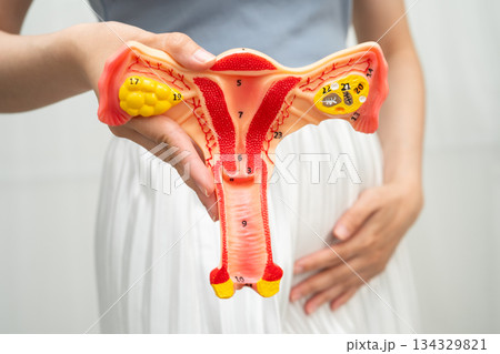 Uterus, Asian woman holding human anatomy model. 134329821