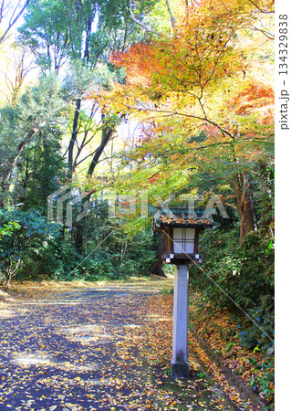 明治神宮の森 明治神宮の森 134329838