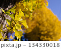 黄色く色づいたイチョウの葉 134330018