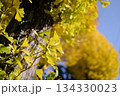 青空に映えるイチョウの葉 134330023