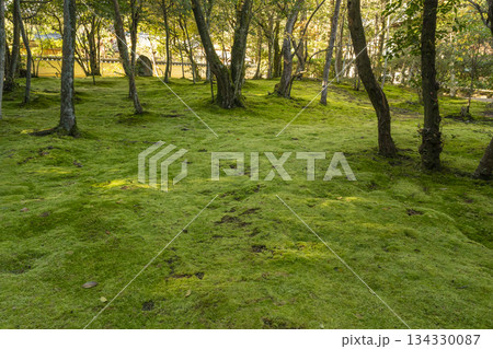 秋篠寺　美しい苔庭　紅葉の季節 134330087