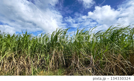 沖縄の風景 さとうきび畑 沖縄の風景 さとうきび畑 134330324