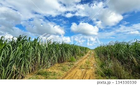 沖縄の風景　さとうきび畑 134330330