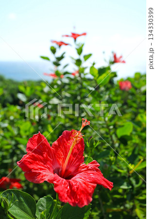 沖縄　赤いハイビスカスの花 134330399