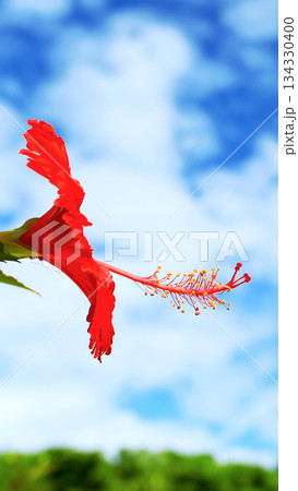 沖縄　赤いハイビスカスの花 134330400