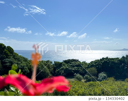 沖縄 赤いハイビスカスの花 沖縄 赤いハイビスカスの花 134330402