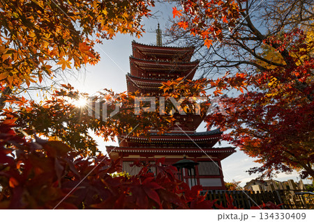 本土寺の五重塔と紅葉 134330409