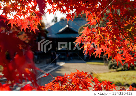 真っ赤な紅葉 真っ赤な紅葉 134330412