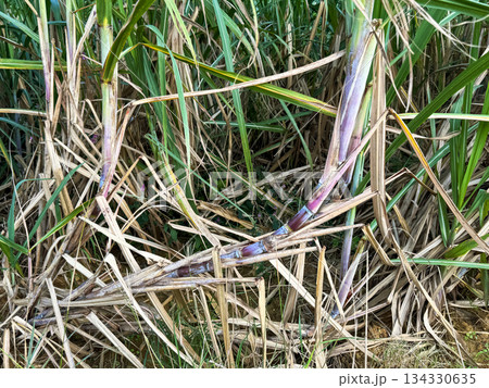 沖縄の風景　さとうきび畑 134330635