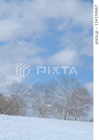 青空の下の雪原と木立 青空の下の雪原と木立 134330667