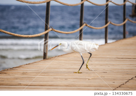 Great egret walking along wooden pier by sea, elegant white wading bird on coastal boardwalk in Egypt, Red Sea shoreline, calm marine travel and wildlife scene 134330675