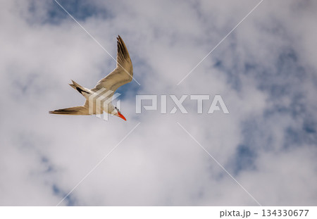 White cheeked tern flying against cloudy sky over Red Sea in Marsa Alam Egypt, seabird in midair with wings spread and strong sense of freedom and motion White cheeked tern flying against cloudy sky over Red Sea in Marsa Alam Egypt, seabird in midair with wings spread and strong sense of freedom and motion 134330677