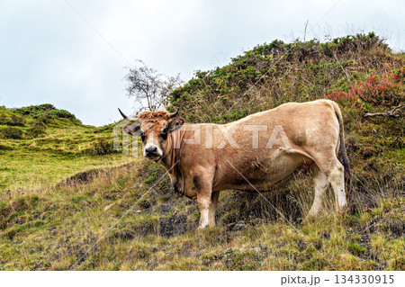 Cows on the hiking trail in Cirque de Troumouse at Heas in the Hautes-Pyrenees department in France 134330915