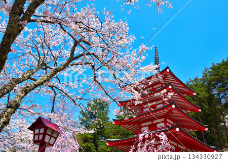 春　桜　新倉山浅間神社　五重塔 134330927