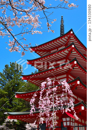 春 桜 新倉山浅間神社 五重塔 春 桜 新倉山浅間神社 五重塔 134330980