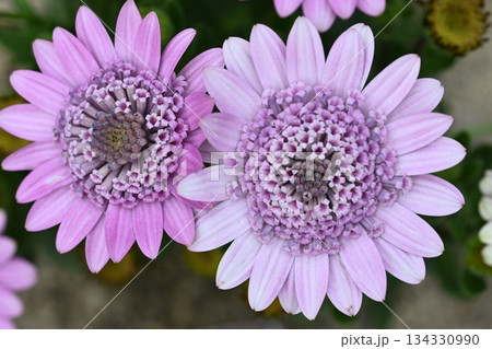 ピンクの花 ピンクの花 134330990