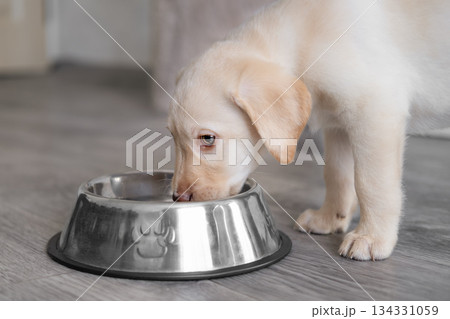 A cute Labrador puppy drinks water from a bowl A cute Labrador puppy drinks water from a bowl 134331059