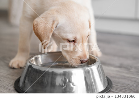 A cute Labrador puppy drinks water from a bowl A cute Labrador puppy drinks water from a bowl 134331060