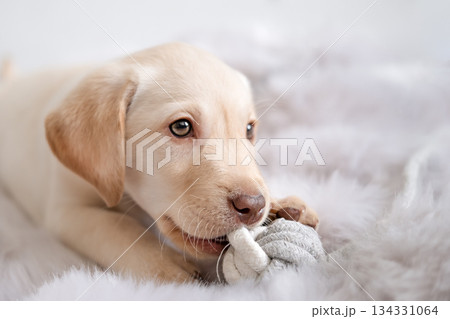 A cute Labrador puppy plays with a toy at home A cute Labrador puppy plays with a toy at home 134331064
