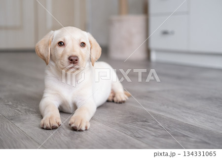 A cute Labrador puppy is lying on the floor at home 134331065