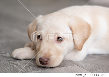 A cute Labrador puppy is lying on the floor at home A cute Labrador puppy is lying on the floor at home 134331066