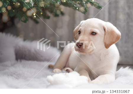 A cute Labrador puppy lies near the Christmas tree 134331067