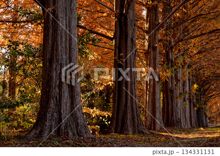 紅葉したメタセコイヤの並木 134331131