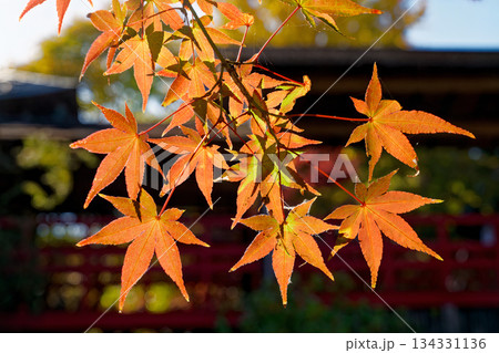 紅葉したもみじ 134331136