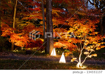 紅葉したもみじのライトアップ 紅葉したもみじのライトアップ 134331137