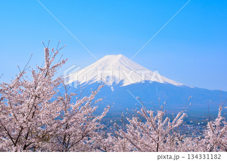 春 桜 冠雪 富士山 春 桜 冠雪 富士山 134331182