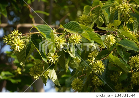 カンレンボクの実・2025年10月 134331344