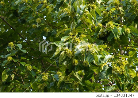 カンレンボクの実・2025年10月 134331347