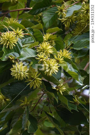 カンレンボクの実・2025年10月 カンレンボクの実・2025年10月 134331352