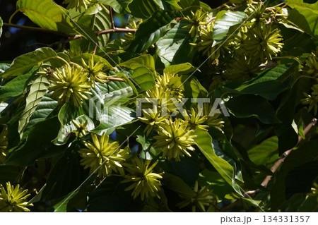 カンレンボクの実・2025年10月 134331357