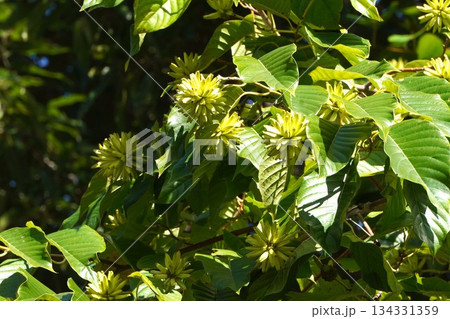 カンレンボクの実・2025年10月 カンレンボクの実・2025年10月 134331359