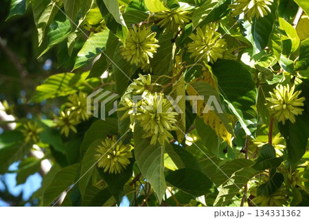 カンレンボクの実・2025年10月 134331362