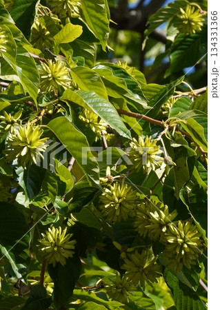 カンレンボクの実・2025年10月 134331366