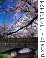 桜並木と橋 134331424