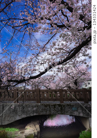 桜並木と橋 桜並木と橋 134331424