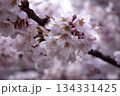 一面の桜 134331425