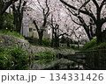 桜並木と用水 134331426