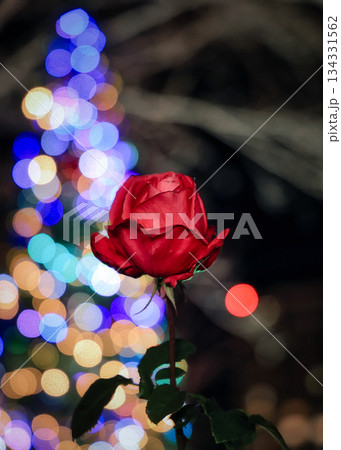 クリスマスには赤い薔薇を… クリスマスには赤い薔薇を… 134331562
